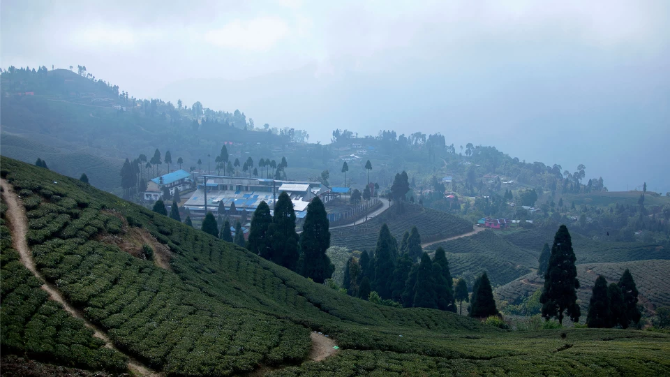 kanyam-tea-tourism